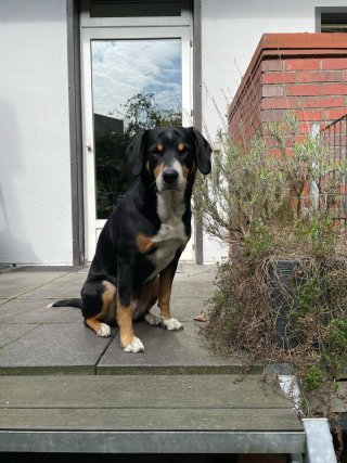 Mira aus Hungen 
