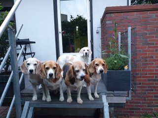 Lola, Amy, Angel, Shamira und Jule