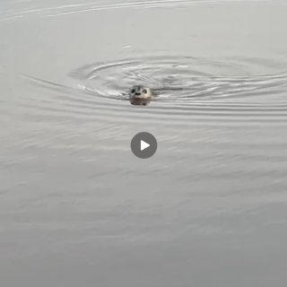 NordSeeHund