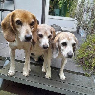 Lennox, Joshey und Juhle