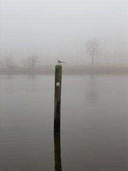 Pfahlsitzen am Vareler Hafen
