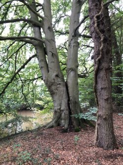 Mühlenteich Obenstrohe