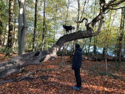 Kletterbaum am Mühlenteich