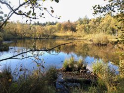 Mühlenteich Obenstrohe