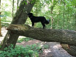 Klettern im Neuenburger Urwald