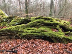 Neuenburger Urwald