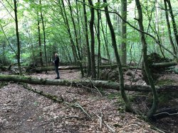 Neuenburger Urwald im Frühjahr