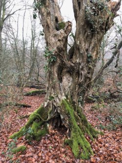 Neuenburger Urwald