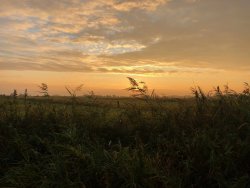 Reet vor Sonnenaufgang