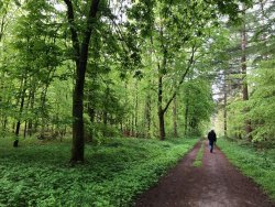 Maigrün im Vareler Wald