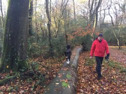 Agility im Neuenburger Urwald