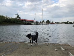 Aila badet im Hafen