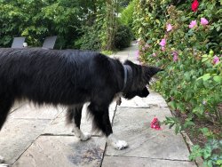 Hunde, die auf Insekten starren