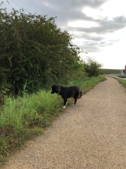 Hunde, die auf Mäuse starren