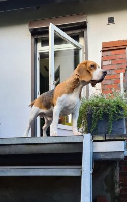 Paul, der in den Garten starrt