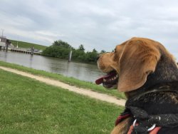 Hunde, die auf Wasser starren