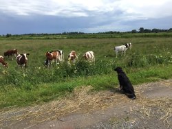 Hunde, die auf Kühe starren