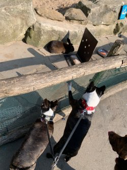 Hunde, die auf Kaninchen starren