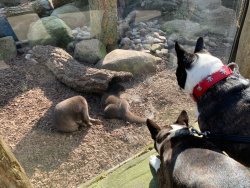 Hunde, die auf Otter starren