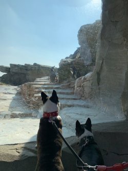 Hunde, die auf Pinguine starren