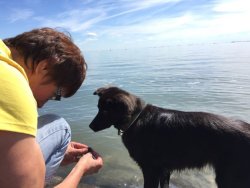 Hunde, die auf Steine starren