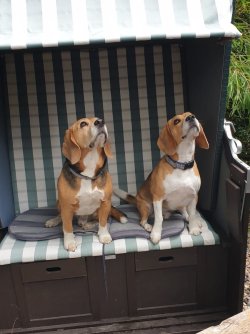 Hunde, die in den Himmel starren