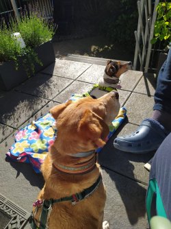 Max und Lotte (betteln nicht) - 06.26