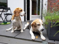 Cody und Ray - Juli 2021