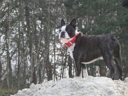 Campino - 03.22