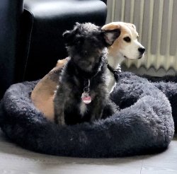 Keks und Mary 12.2023