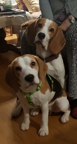 Dobby und Cayla - Juni 2021