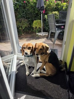 08.26 - Muffin und Miss Fisher