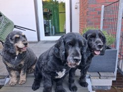 Die Cocker-Gang - Moritz, Klara und Amy 05.26