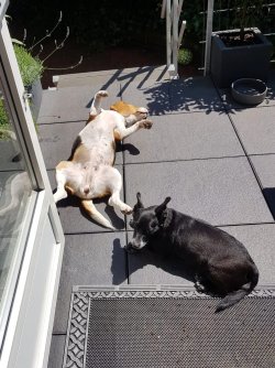 Luna und Buddy - 07.20