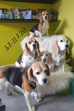 Angel, Amy, Shamira, Jule und Lola - 07.20