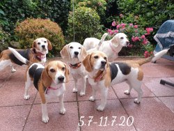 Lola, Jule, Shamira, Angel und Amy - 07.20