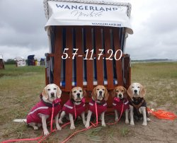 Shamira, Lola, Amy, Angel und Jule - 07.20