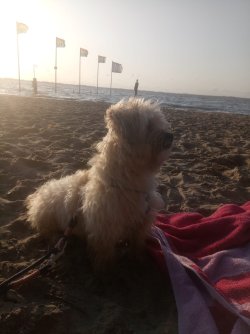 Yoshi aka Strand-Alpaka - 08.19