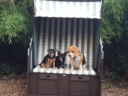 Bella, Buddy und Luna - 07.20