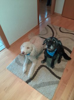 Marlow und Murphy aka George Clooney - 05.18