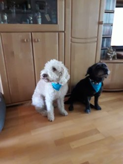 Marlow und Murphy aka George Clooney - 05.18