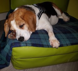 Bella - 12.19