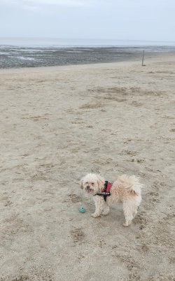 Benji - 11.21