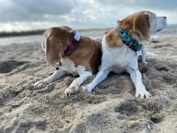 Biggi und Josie - 10.22