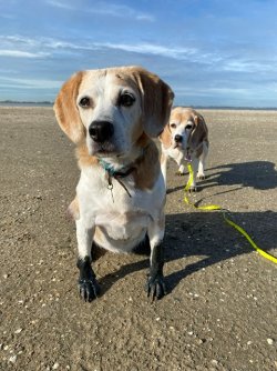 Biggi und Josie - 10.22