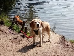 Max und Penny - 06.20