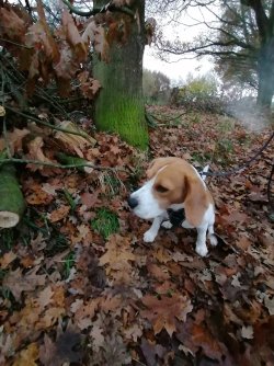 Woody - 01.2022